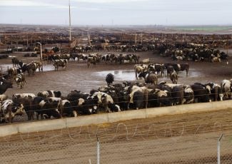 EWG: In California, source of much U.S. produce, almost 1,000 factory farms are near  crop fields and their irrigation sources