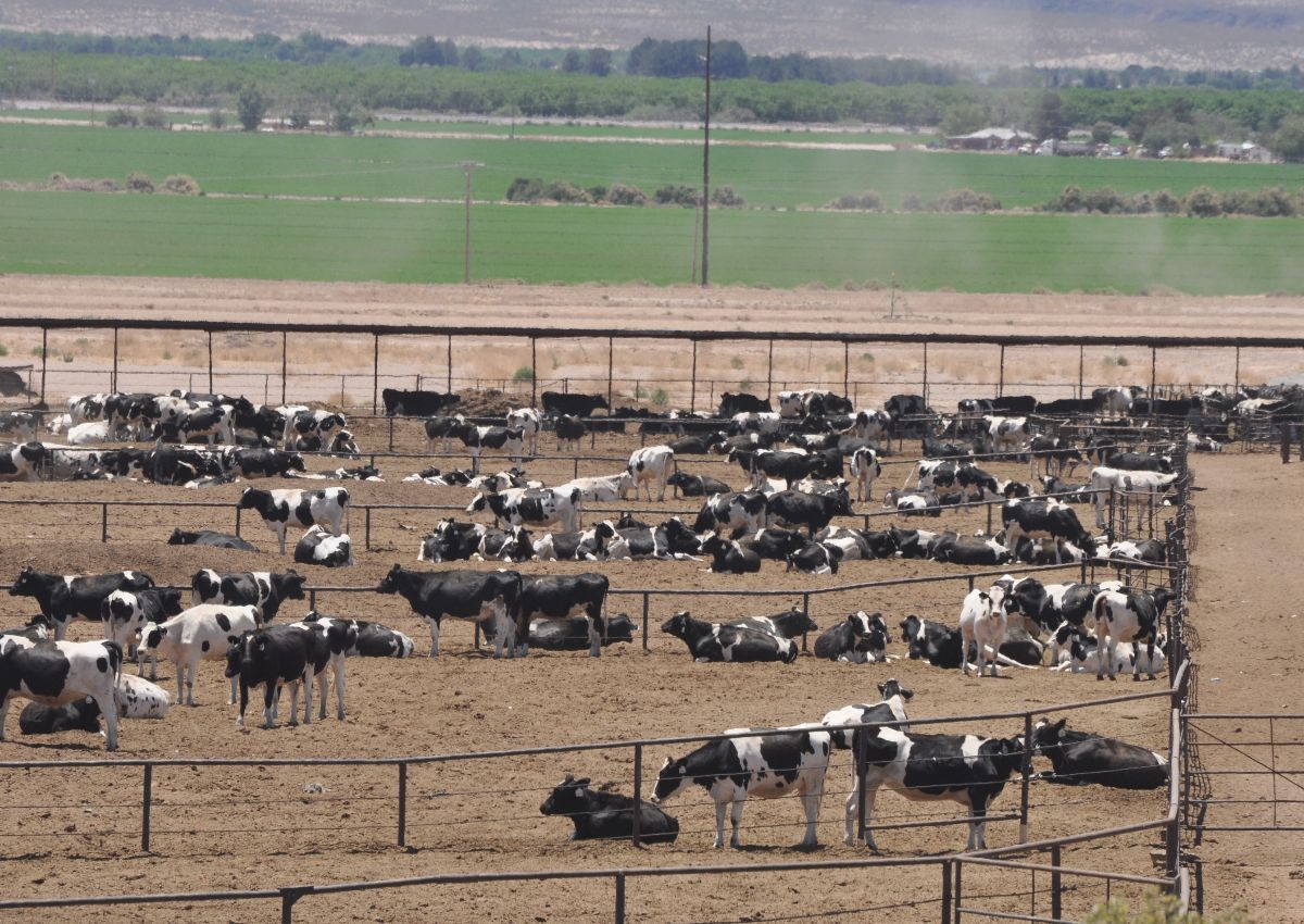 Animal feeder operation in California