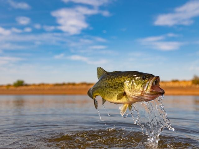Eating just one freshwater fish is like drinking a month's worth of  forever chemical–laced water