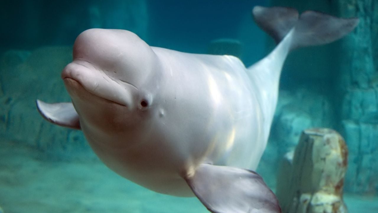 Beluga whale