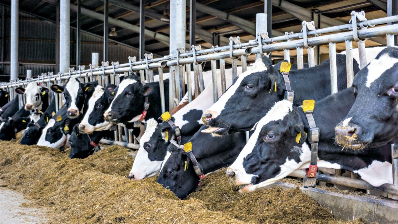 Dairy Farm Pollution Fuels Lake Erie’s Toxic Algae | Environmental ...